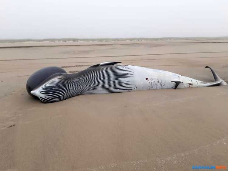 На севере Сахалина на берег выбросило кита Минке