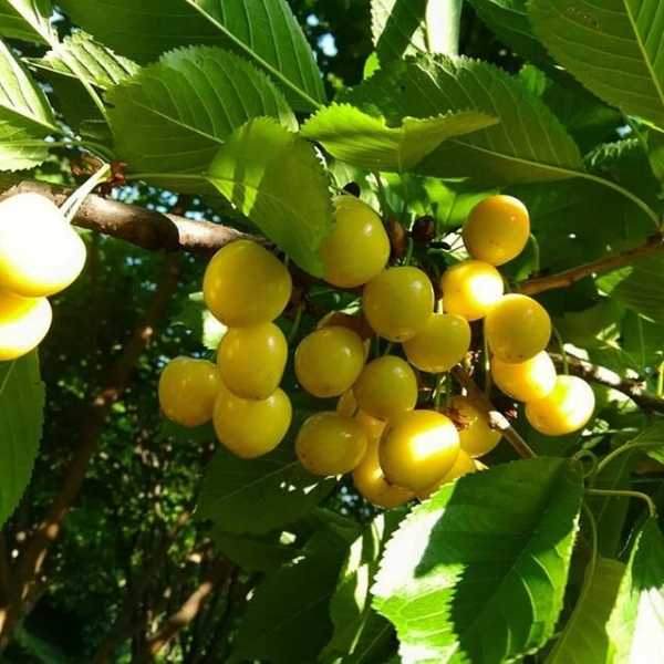 Вкуснейшие фрукты из Армении