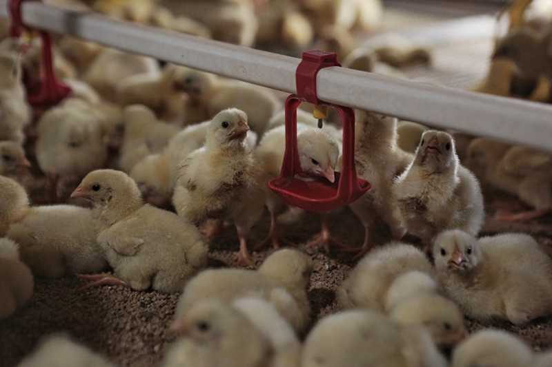 В Увельском районе из-за птичьего гриппа уничтожили 367 уток, гусей и кур