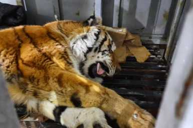 Итоги дня: ХНПЗ заработал на полную, беременная тигрица, пустые заправки в районе