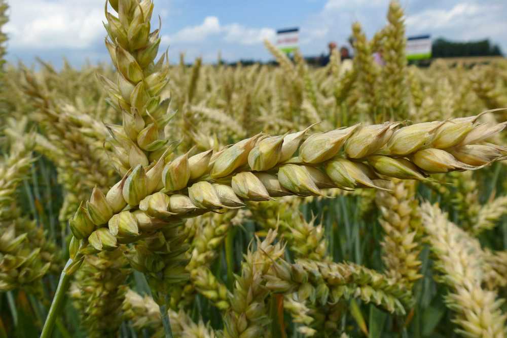 Выращивание озимой пшеницы и производство зерна
