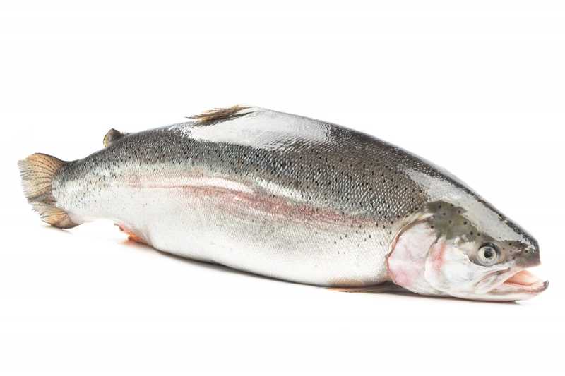 Охлажденная рыба для настоящих ценителей морепродуктов