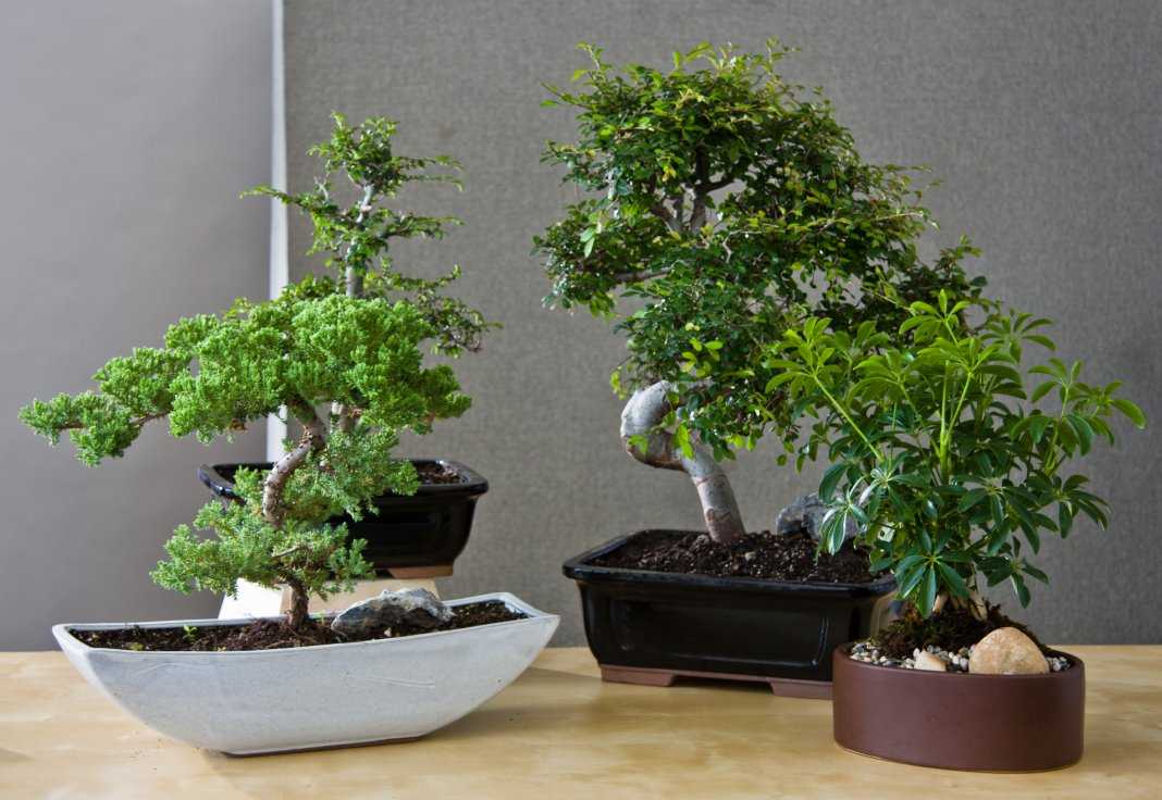 Комнатные растения Бонсай: безупречный элемент интерьера любого помещения