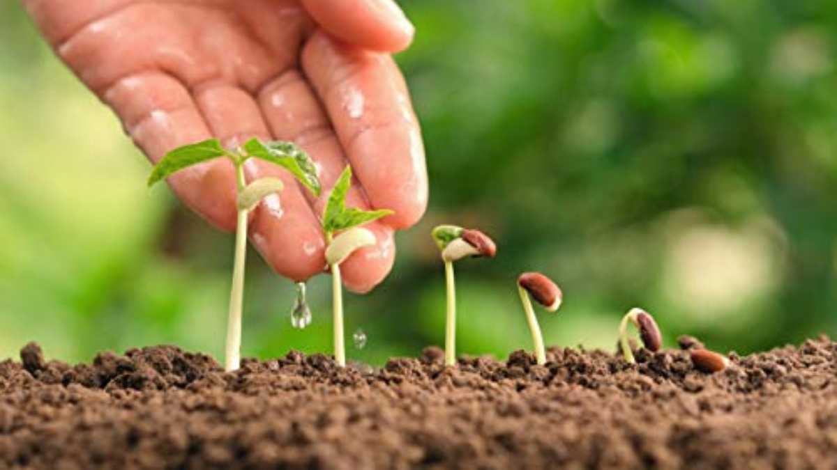 Органическое земледелие: польза для окружающей среды