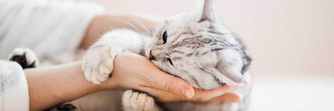 Режим питания кошки после отравления